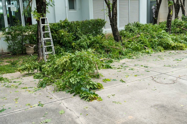 Best Tree Trimming Near Me  in Green, OH